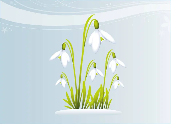 stock vector snowdrops image - color illustration
