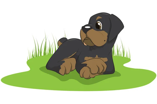 Διανυσματική Απεικόνιση Ενός Κουταβιού Rottweiler — Διανυσματικό Αρχείο