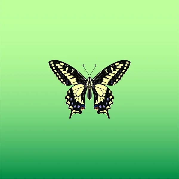 美しい黄色と黒のベクトル ジャイアント蝶 — ストックベクタ