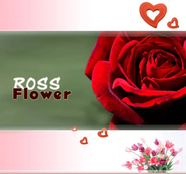 Ross Λουλούδι Χαιρετισμό Εικόνα Μπορείς Στείλεις Στους Αγαπημένους Σου — Διανυσματικό Αρχείο