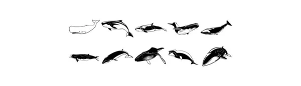 Çeşitli Köpekbalıklarının Pürüzsüz Vektör Eps Illüstrasyonlarının Koleksiyonu — Stok Vektör
