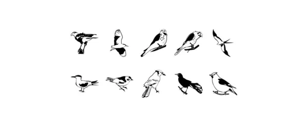 Zehn Glatte Vektor Cliparts Illustration Von Vögeln — Stockvektor