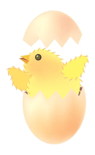 Vektorová Ilustrace Pro Kuřátko Vylíhlé Vaječné Skořápky — Stockový vektor