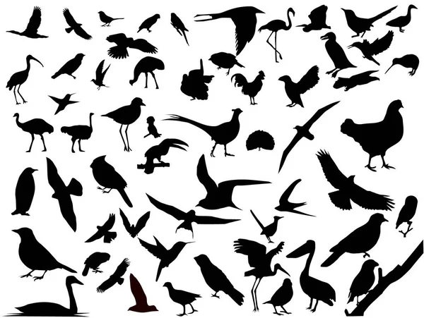 Viele Vögel Vektorsilhouetten — Stockvektor