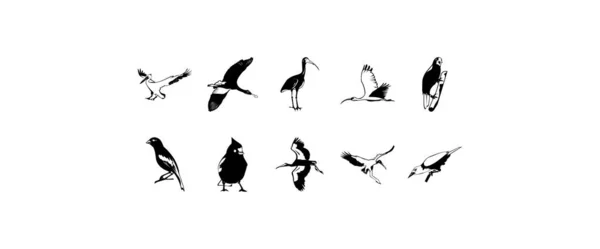 Aves Diversas Conjunto Clipart Vetorial — Vetor de Stock