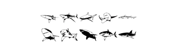 Zbiór Gładkich Wektorowych Ilustracji Eps Różnych Rekinów — Wektor stockowy