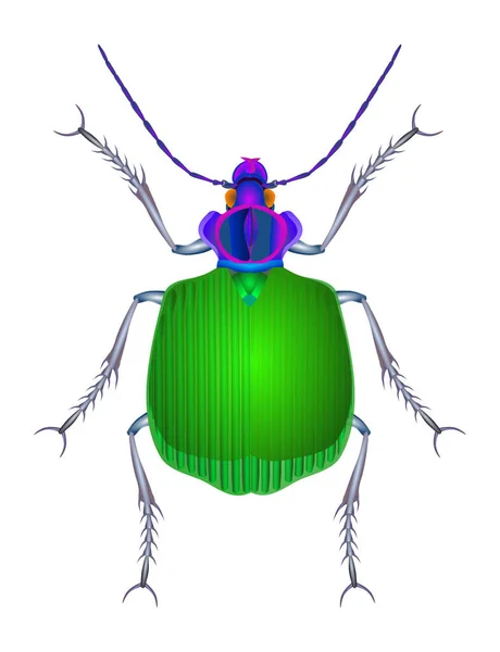 Imagen Del Escarabajo Terrestre Ilustración Color — Vector de stock