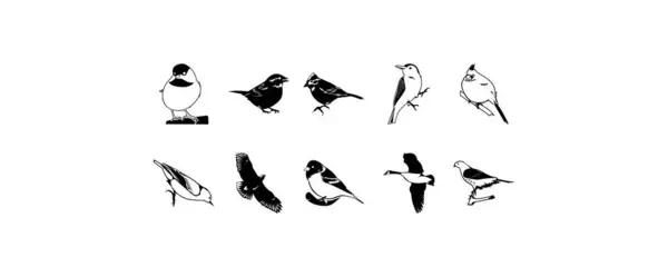 Aves Diversas Conjunto Clipart Vetorial — Vetor de Stock