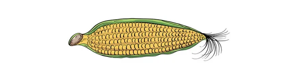 Ilustrace Žluté Kukuřice — Stockový vektor