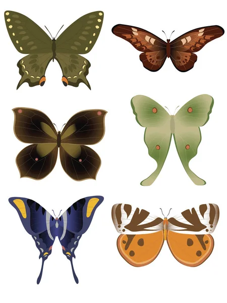 Иллюстрация Различных Цветов Тропических Бабочек Изолированы — стоковый вектор