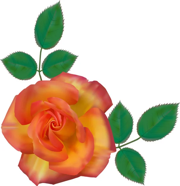 Sehr Schöne Rose Mit Grünen Blättern Vektorillustration — Stockvektor