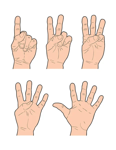 Hands Representing Numbers Using Fingers — Stock Vector