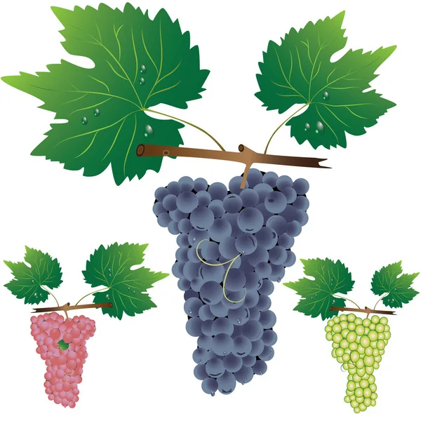 Куча Винограда Листьями — стоковый вектор