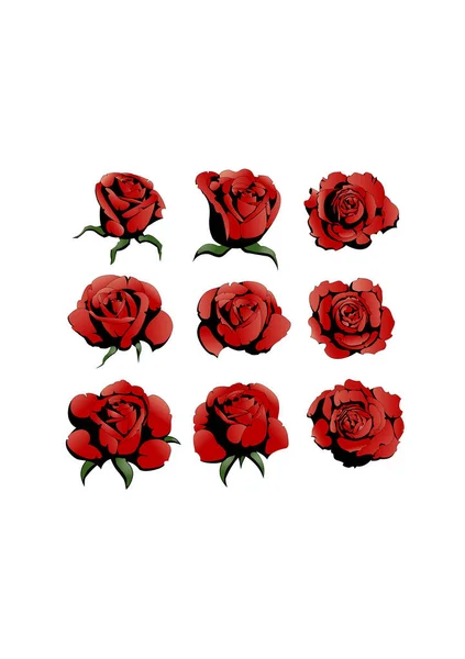 Rose Blumen Sammlung Vektor Illustration Grafik — Stockvektor
