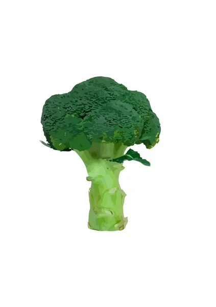 Čerstvá Zelená Brokolice Izolované Bílém Pozadí — Stockový vektor