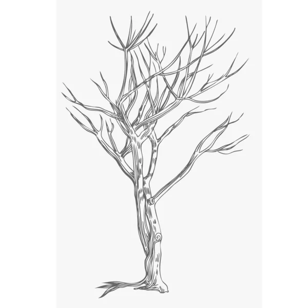 Vektorzeichnung Eines Einzelnen Baumes — Stockvektor