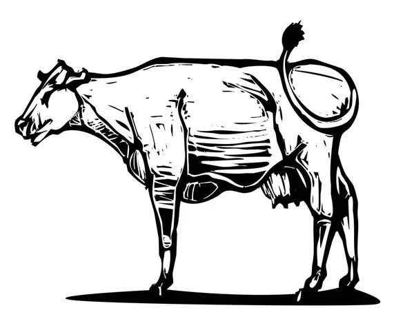 Vector Sketch Cow White Background — Stock Vector