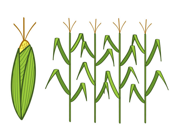 set of green  corn, vector illustration