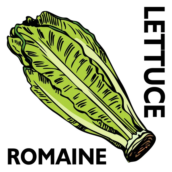 Frisches Salatgemüse Logo Bio Lebensmittel — Stockvektor