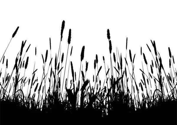 Silhouet Van Gras Geïsoleerd Wit — Stockvector