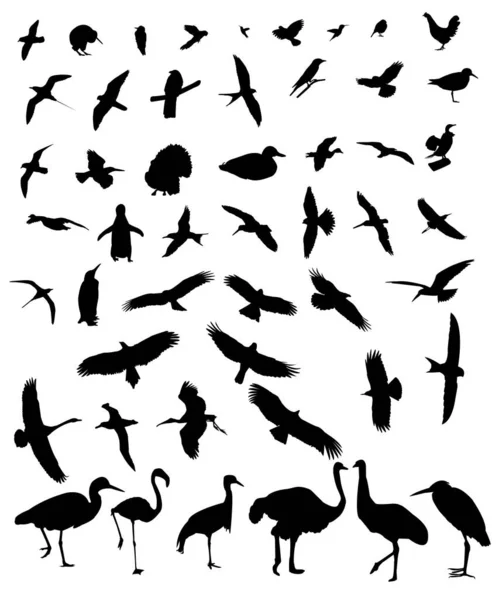 Conjunto Vetorial Silhuetas Pássaros — Vetor de Stock