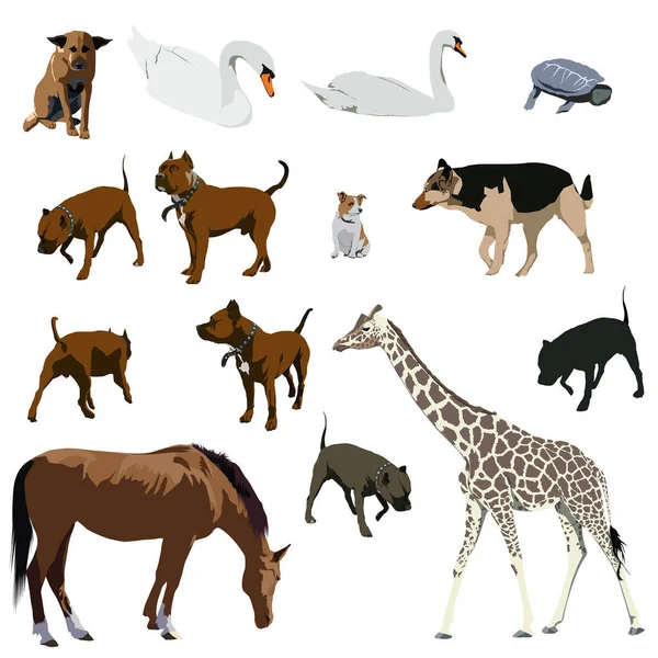 Diferentes Animales Salvajes Ilustración — Vector de stock