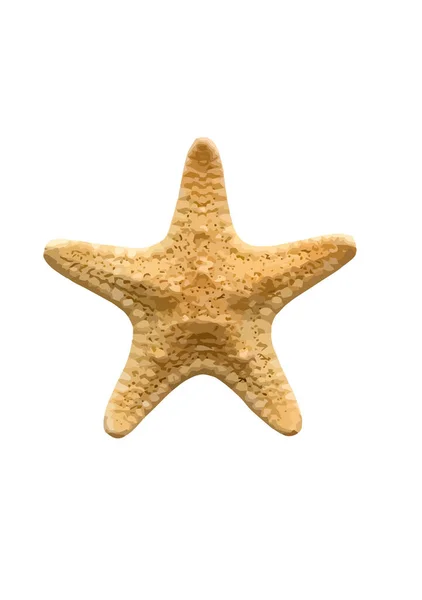 Морская Звезда Белом Фоне — стоковый вектор