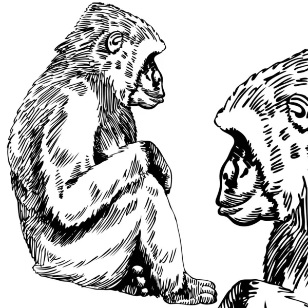 Ręcznie Rysowany Szkic Małpy — Wektor stockowy