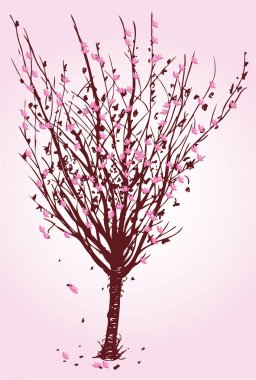 Pembe sakura çiçeği dalı