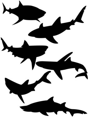 Köpekbalığının vektör çizimi