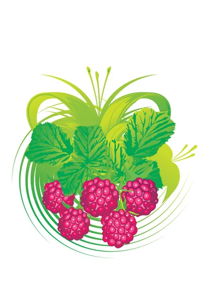 Raspberry Gambar Vektor Organik Untuk Desain Anda - Stok Vektor