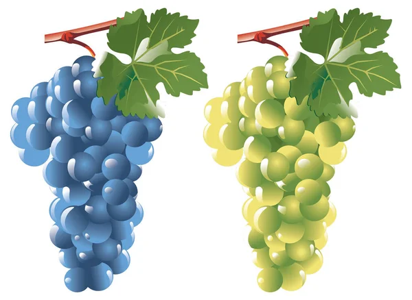 Векторная Иллюстрация Винограда Листьями — стоковый вектор