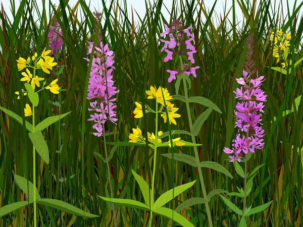 Les Fleurs Sauvages Herbe Dans Prairie — Image vectorielle