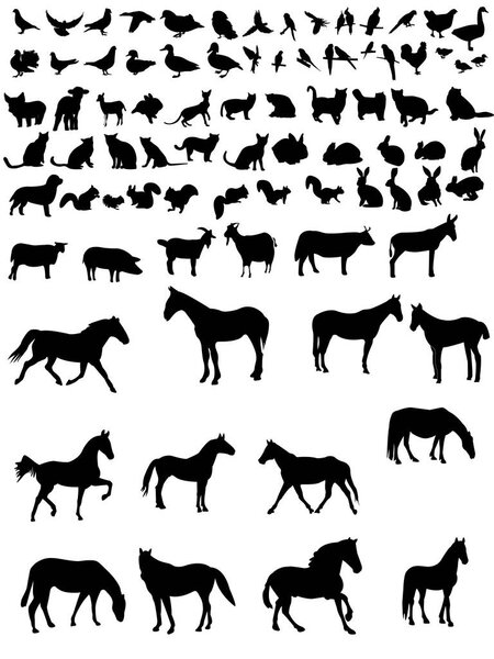 set of farm animals, vector, isolated on white background