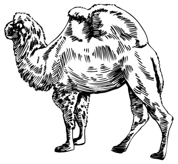 Desenho Camelo Ilustração Vetorial Sobre Fundo Branco —  Vetores de Stock