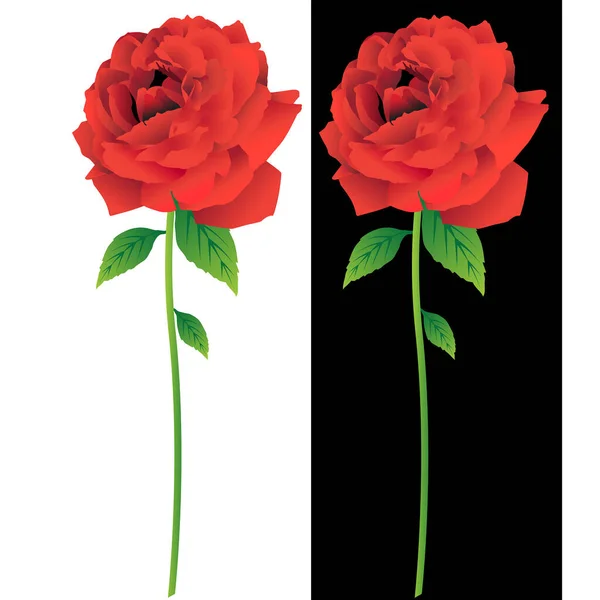 Rote Rose Isoliert Auf Weiß — Stockvektor