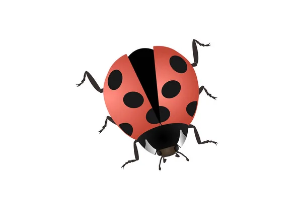 Vector Illustration Ladybug Isolated White Background — Stock Vector