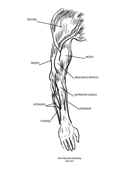 Sketsa Anatomi Otot Lengan - Stok Vektor