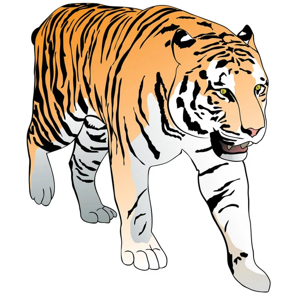 Διανυσματική Απεικόνιση Μιας Τίγρης — Διανυσματικό Αρχείο