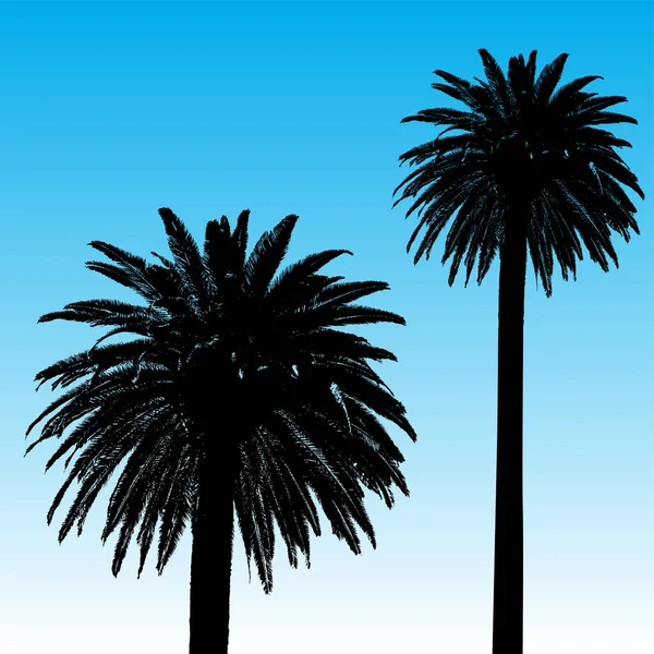 在白色背景下的棕榈树的轮廓 — 图库矢量图片