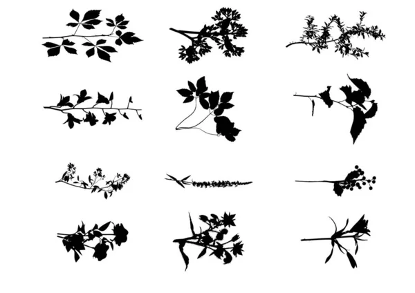 Set Vector Silhouettes Flowers Leaves — Stock Vector