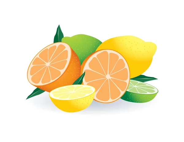 柑橘类新鲜水果 病媒图解 — 图库矢量图片
