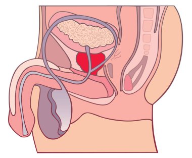 İnsan anatomisi sistemi, anatomi vektör çizimi