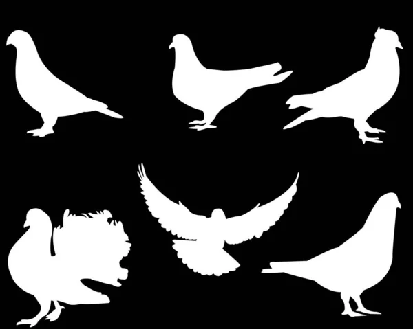 Siluetas Blancas Aves Aisladas Sobre Fondo Negro Ilustración Vectorial — Vector de stock