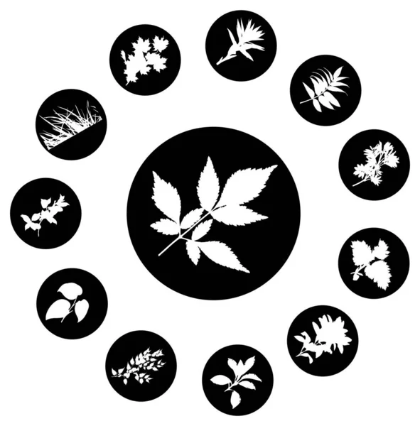 Květinové Ikony Nastavené Vektorové Ilustrace — Stockový vektor