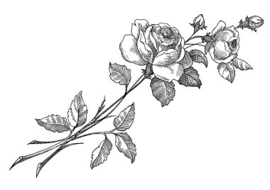 Güllü siyah mürekkep çizimi