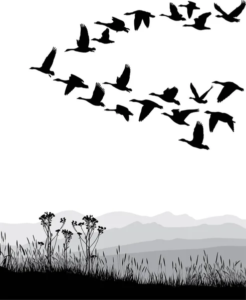 鸟类的传病媒介 — 图库矢量图片