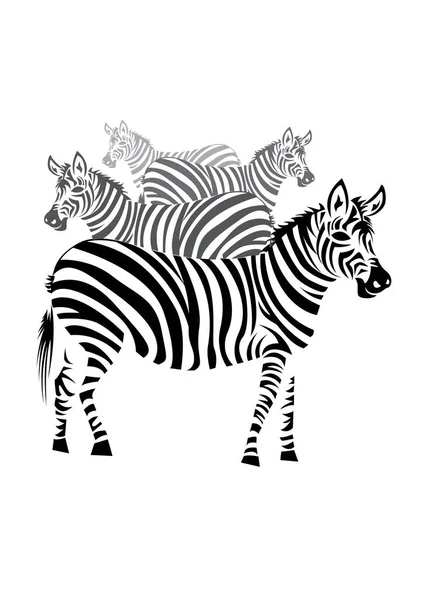 Zebra Ilustração Vetor Animal —  Vetores de Stock