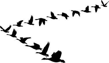 Bir kuş sürüsünün silueti, vektör illüstrasyon