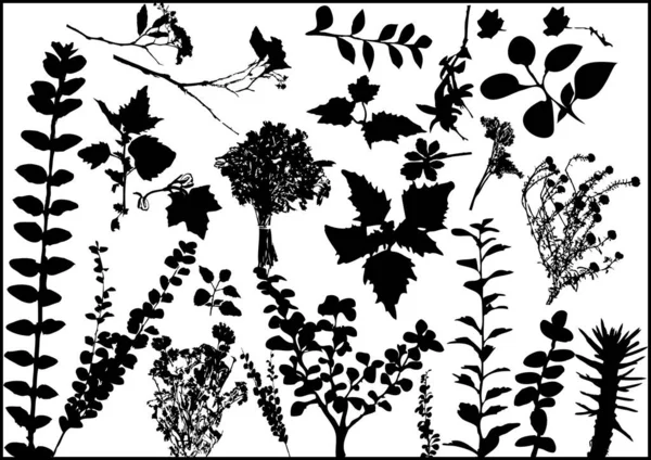 Vektorillustration Mit Handgezeichneten Blättern — Stockvektor